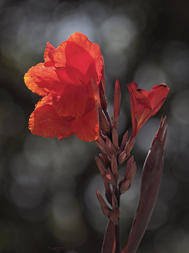 Olympus 300mm Review - sample gallery image