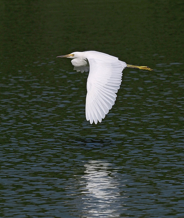 Olympus 300mm Review - sample gallery image