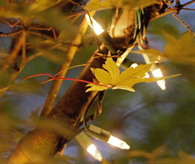 Olympus E-M1 II + 300mm f/4 - Sample Image