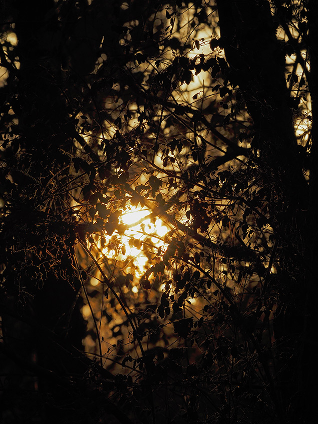 Olympus E-M1 II + 300mm f/4 - Sample Image