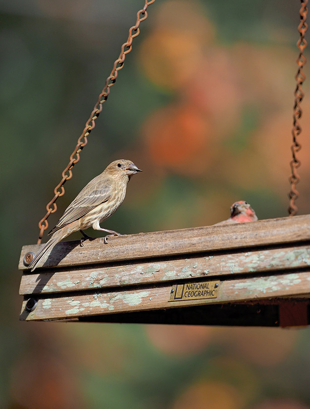 Olympus E-M1 II + 300mm f/4 - Sample Image