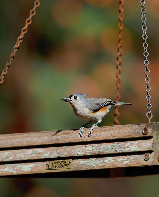 Olympus E-M1 II + 300mm f/4 - Sample Image