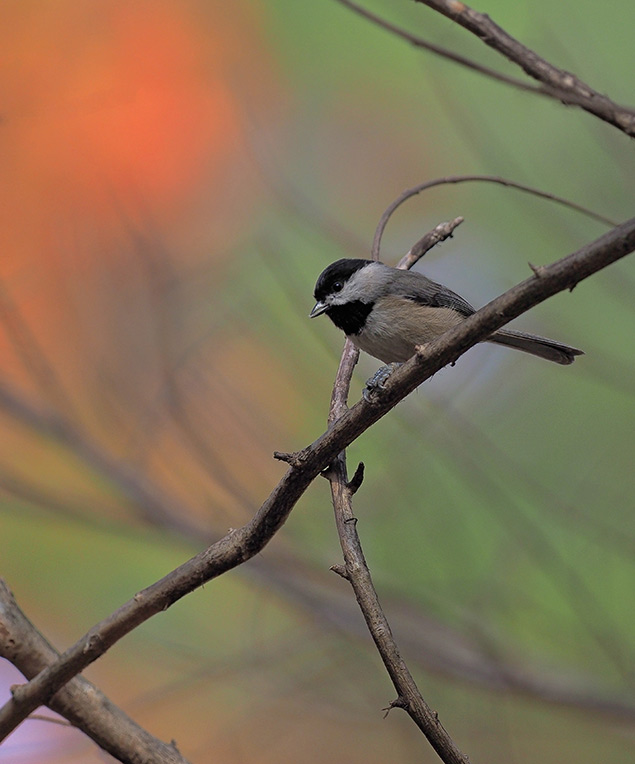 Olympus E-M1 II + 300mm f/4 - Sample Image