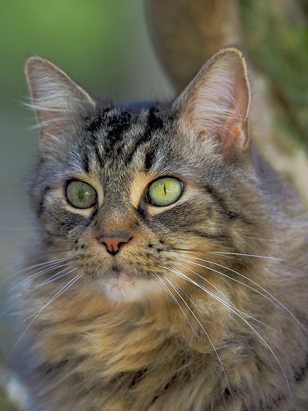 Olympus E-M1 II + 300mm f/4 - Sample Image