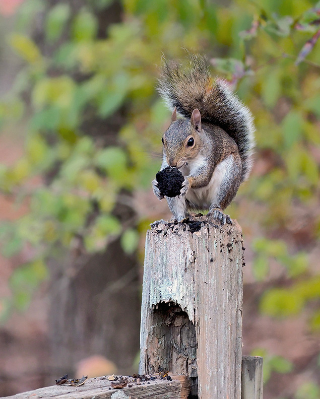 Olympus E-M1 II + 300mm f/4 - Sample Image