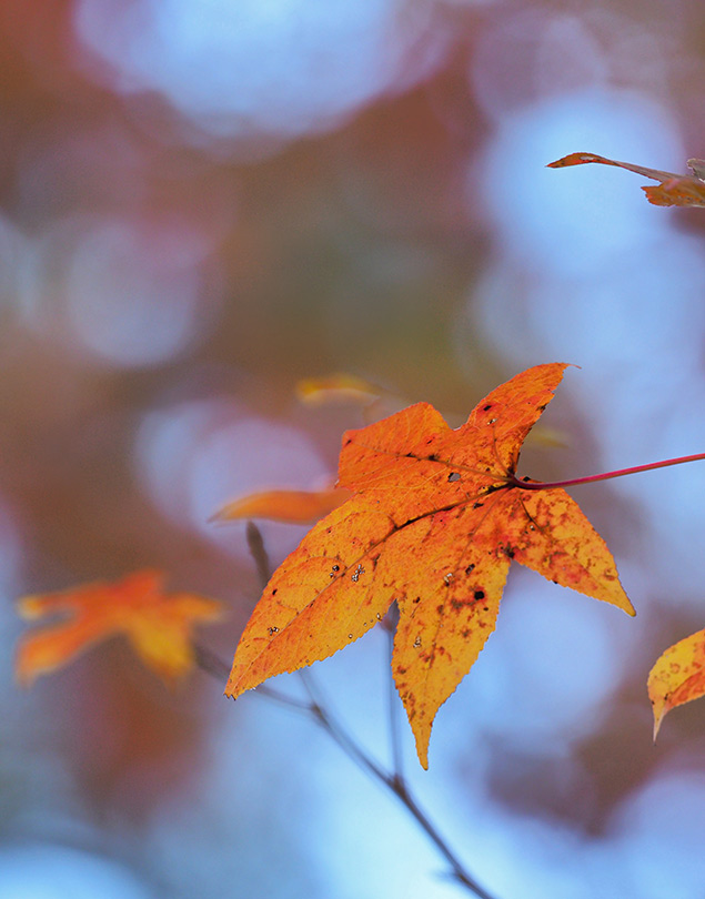 Olympus E-M1 II + 300mm f/4 - Sample Image