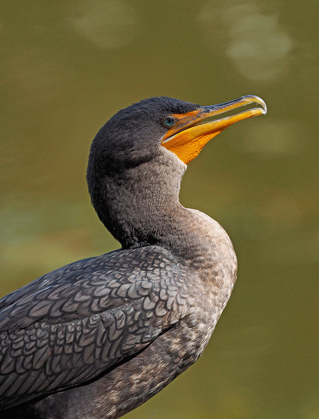 Olympus 300mm Review - sample gallery image