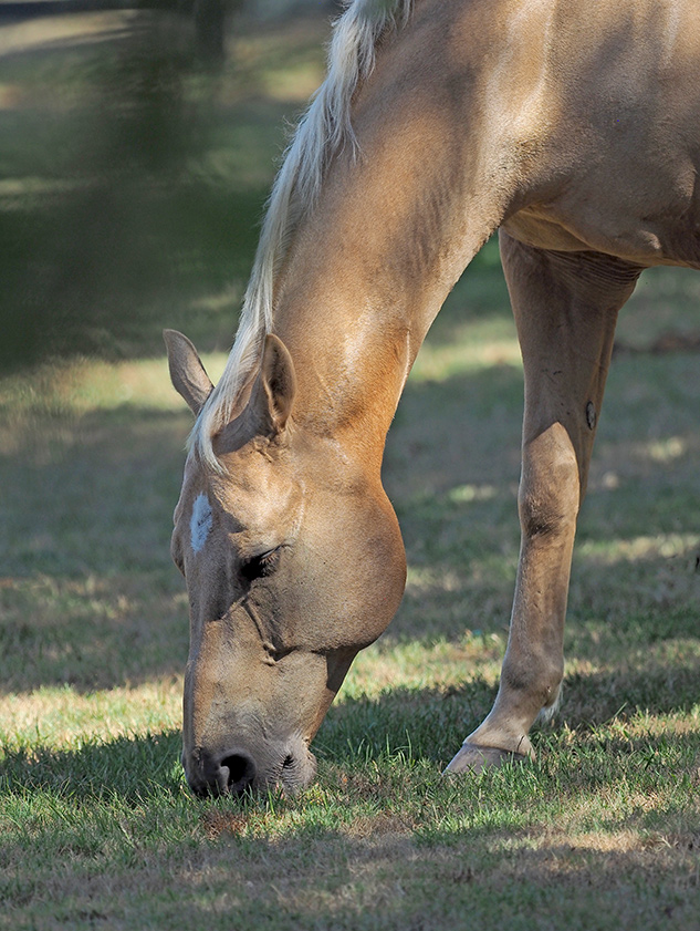 Olympus 300mm Review - sample gallery image