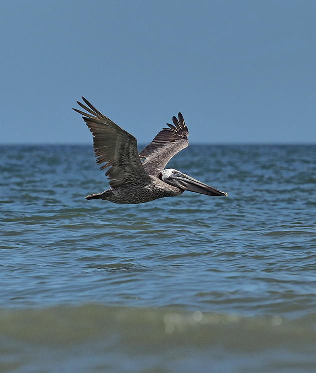 Olympus 300mm Review - sample gallery image