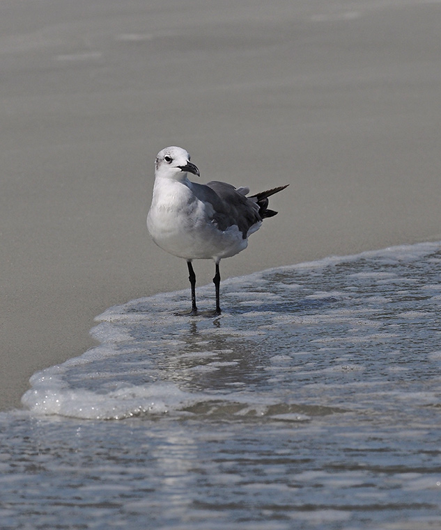 Olympus 300mm Review - sample gallery image