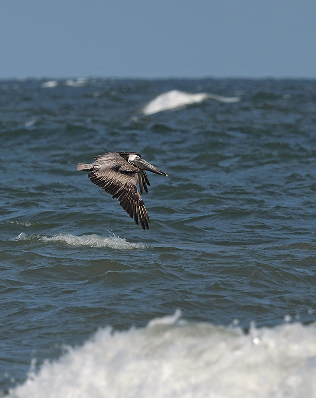 Olympus 300mm Review - sample gallery image