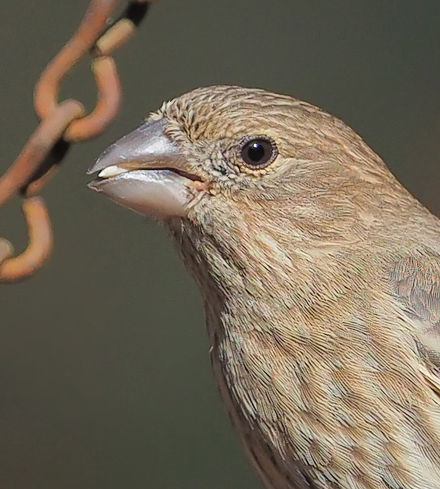 Olympus E-M1 II + 300mm f/4 - Sample Image