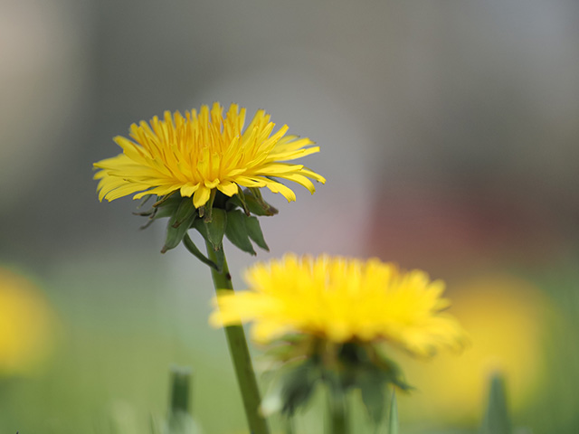 OM System 40-150mm F4 PRO M.Zuiko Review -- Gallery Image