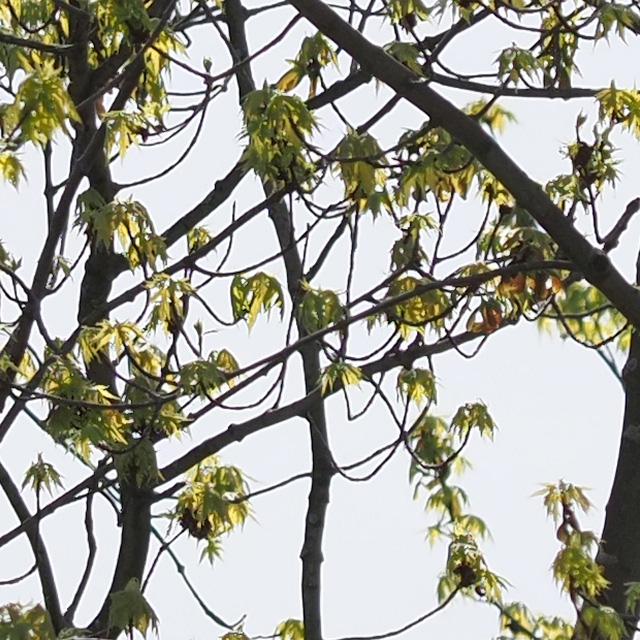 OM System 40-150mm F4 PRO M.Zuiko Review -- Gallery Image