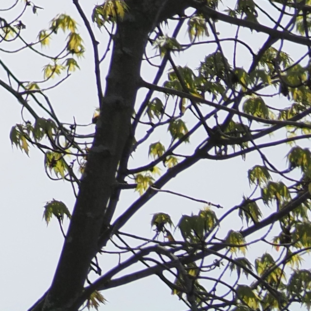 OM System 40-150mm F4 PRO M.Zuiko Review -- Gallery Image