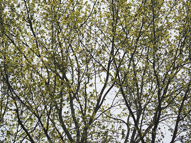 OM System 40-150mm F4 PRO M.Zuiko Review -- Gallery Image