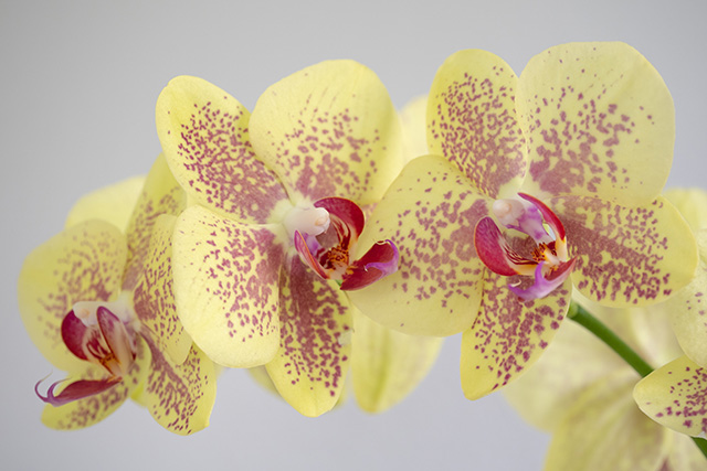 OM System 40-150mm F4 PRO M.Zuiko Review -- Gallery Image