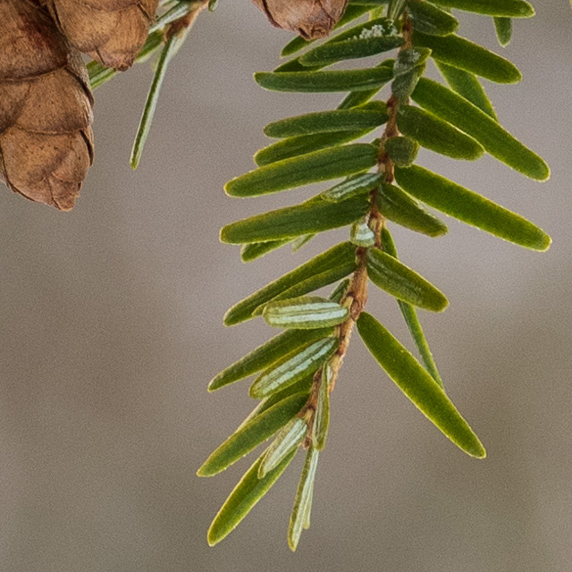 OM System 40-150mm F4 PRO M.Zuiko Review -- Gallery Image