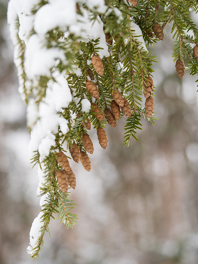 OM System 40-150mm F4 PRO M.Zuiko Review -- Gallery Image