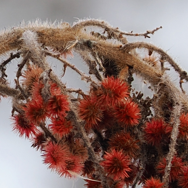 OM System 40-150mm F4 PRO M.Zuiko Review -- Gallery Image