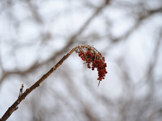 OM System 40-150mm F4 PRO M.Zuiko Review -- Gallery Image