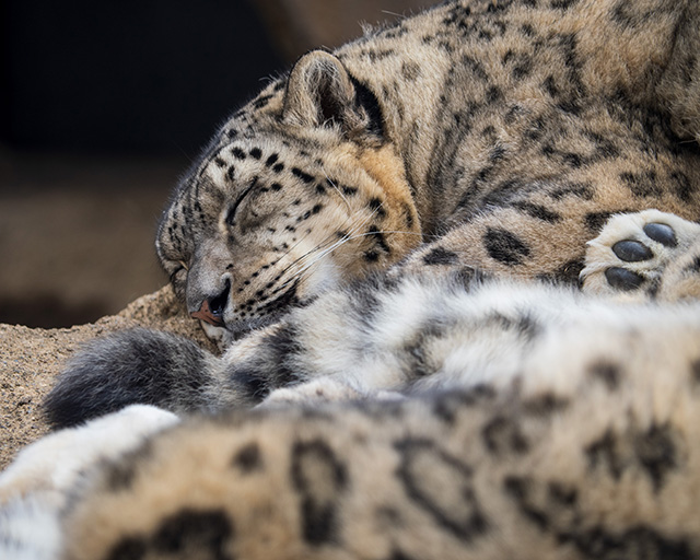 OM System 40-150mm F4 PRO M.Zuiko Review -- Gallery Image