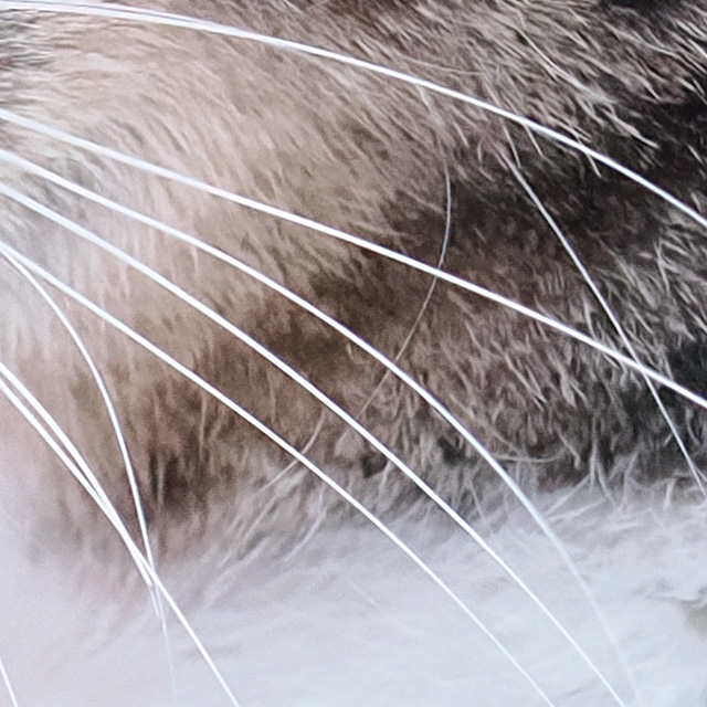 OM System 40-150mm F4 PRO M.Zuiko Review -- Gallery Image