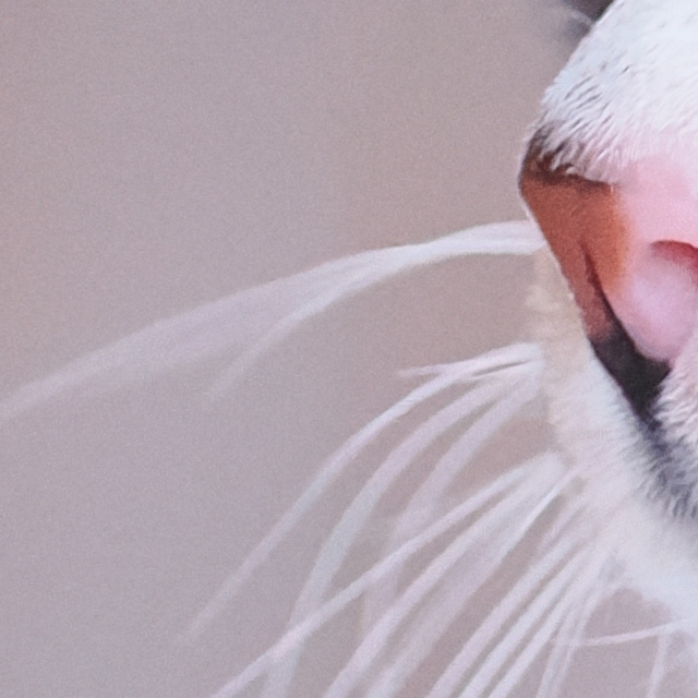 OM System 40-150mm F4 PRO M.Zuiko Review -- Gallery Image