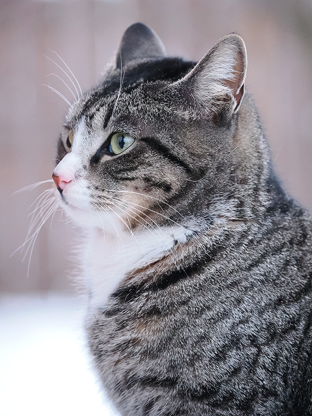 OM System 40-150mm F4 PRO M.Zuiko Review -- Gallery Image