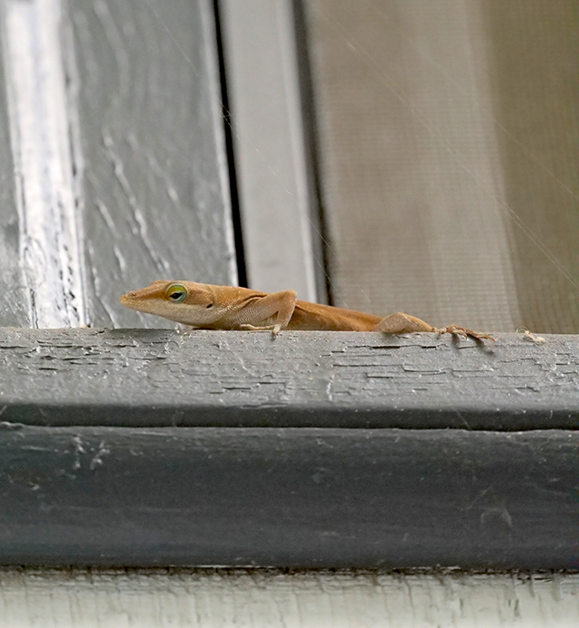 Panasonic 200mm f/2.8 - Sample Image