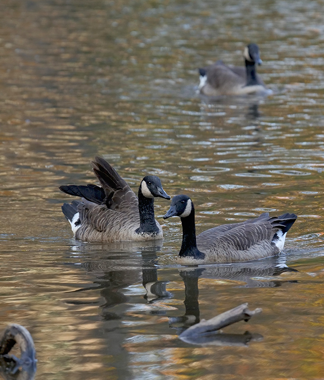 Panasonic 200mm f/2.8 - Sample Image