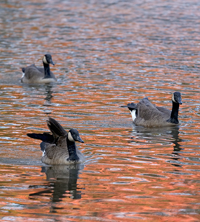 Panasonic 200mm f/2.8 - Sample Image