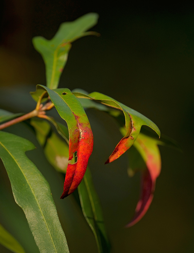 Panasonic 200mm f/2.8 - Sample Image