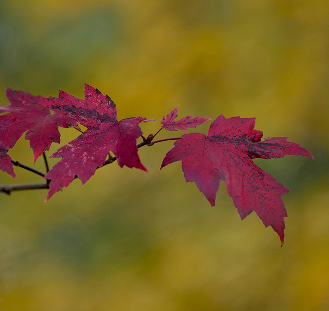 Panasonic 200mm f/2.8 - Sample Image
