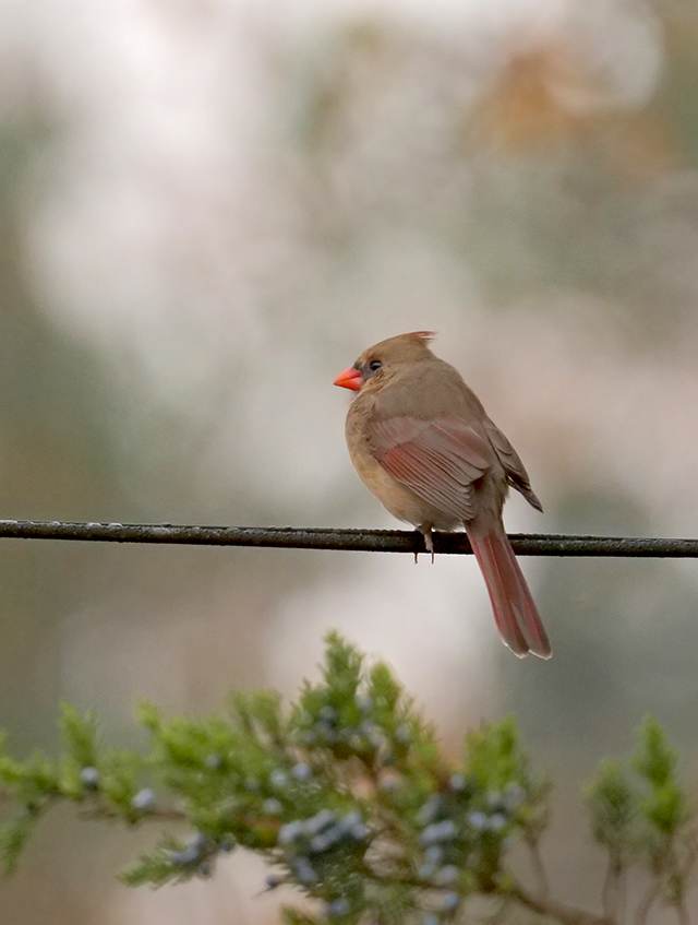 Panasonic 200mm f/2.8 - Sample Image