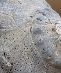 Panasonic 200mm f/2.8 - Sample Image