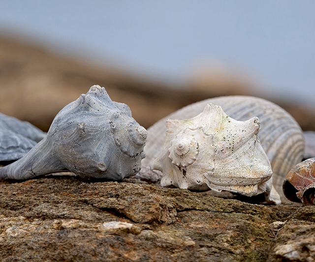 Panasonic 200mm f/2.8 - Sample Image