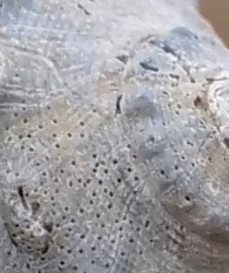 Panasonic 200mm f/2.8 - Sample Image