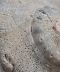 Panasonic 200mm f/2.8 - Sample Image