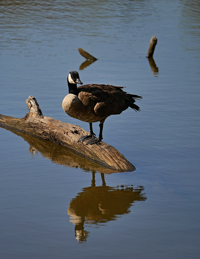 Panasonic 50-200mm - Sample Image