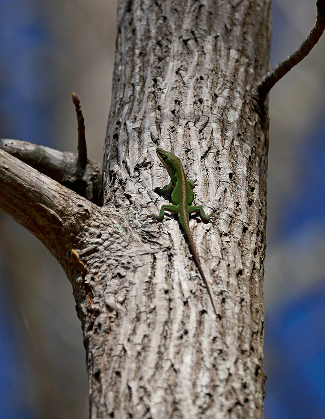 Panasonic 50-200mm - Sample Image