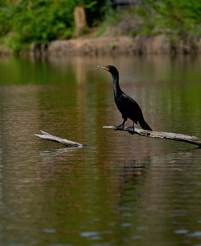 Panasonic 50-200mm - Sample Image