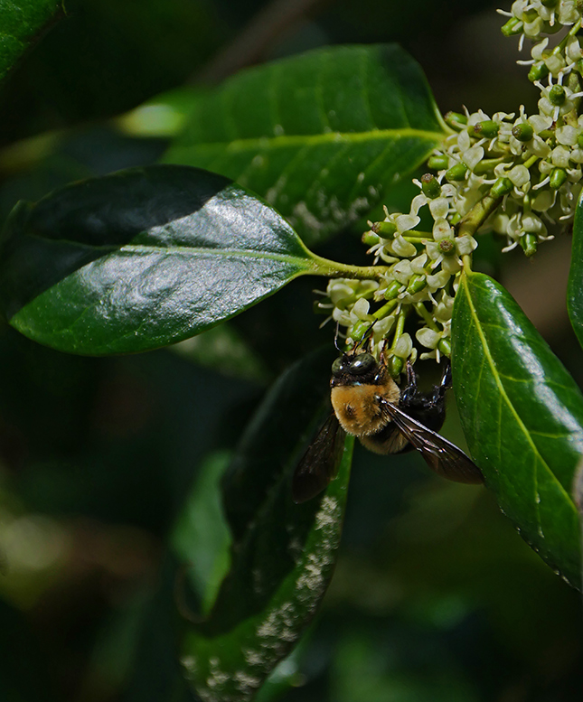 Panasonic 50-200mm - Sample Image