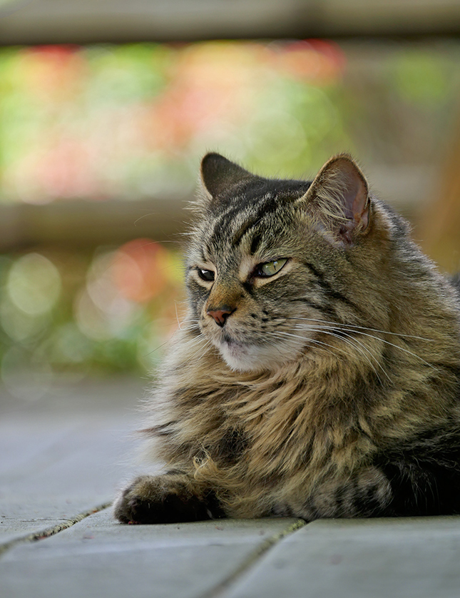 Panasonic 50-200mm - Sample Image