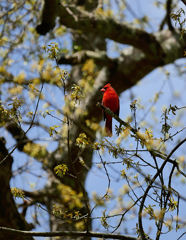 Panasonic 50-200mm - Sample Image