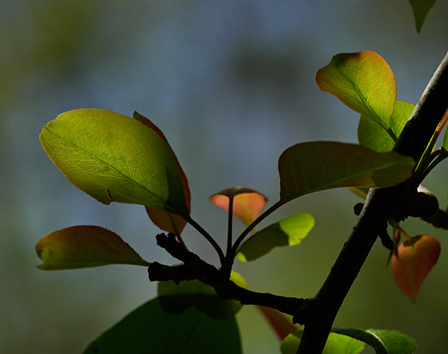 Panasonic 50-200mm - Sample Image