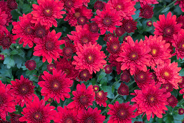 Panasonic Lumix S PRO 70-200mm f/2.8 O.I.S. Review: Field Test -- Gallery Image