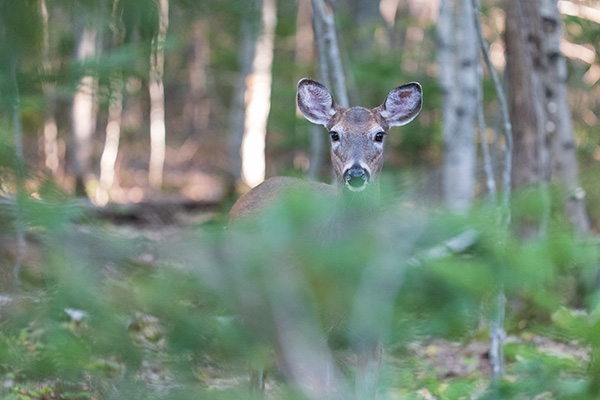 Panasonic Lumix S PRO 70-200mm f/2.8 O.I.S. Review: Field Test -- Gallery Image