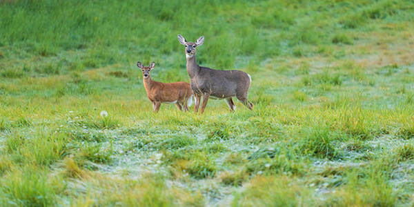 Panasonic Lumix S PRO 70-200mm f/2.8 O.I.S. Review: Field Test -- Gallery Image