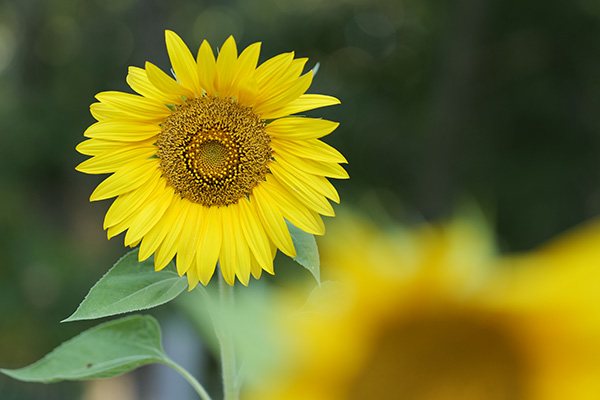 Panasonic Lumix S PRO 70-200mm f/2.8 O.I.S. Review: Field Test -- Gallery Image